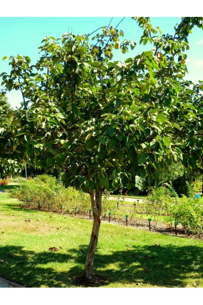 Айва яблуковидна Анжерська